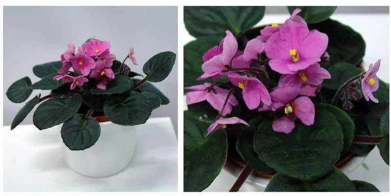 Фиалка Сити Лайн Тренди Д12