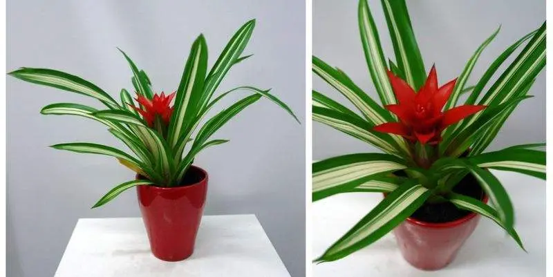 Гузмания Му Анна Д9