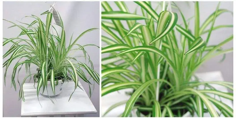 Хлорофитум Виттаум Д15