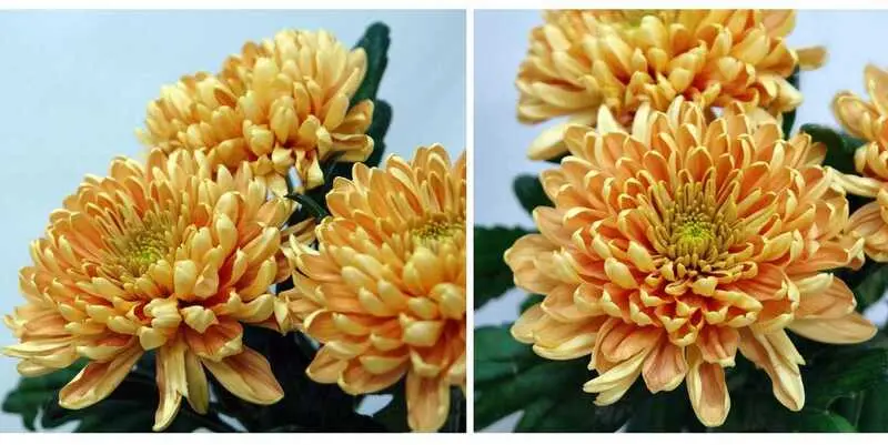 Розано Орандж 