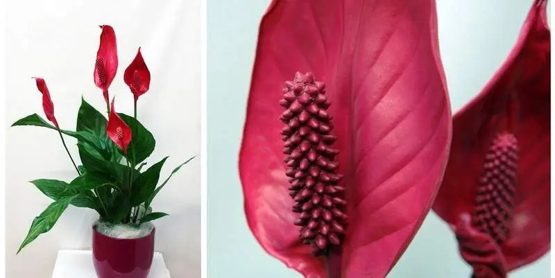 Спатифиллум (кашпо керамика) Д16 Н60