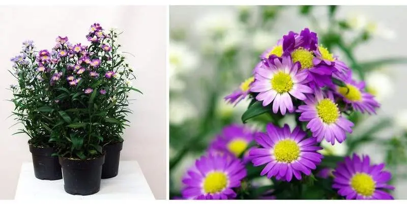 Астра Новобельгийская Старлетта Д12