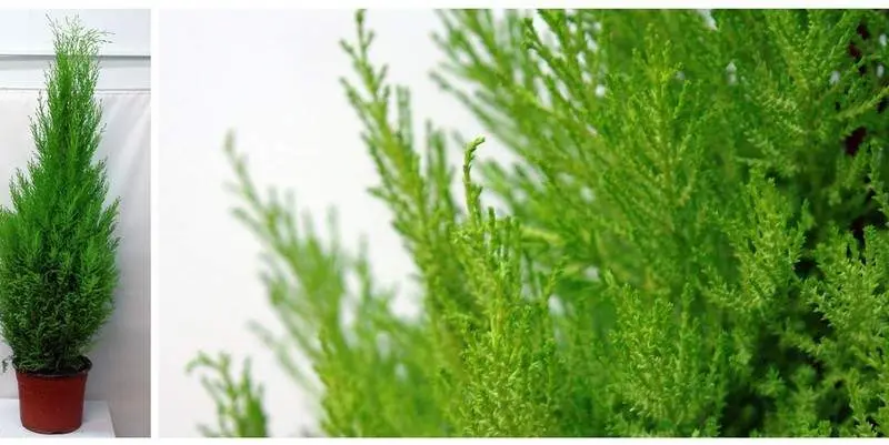 Купрессус Голдкрест Вилма Д21 Н100